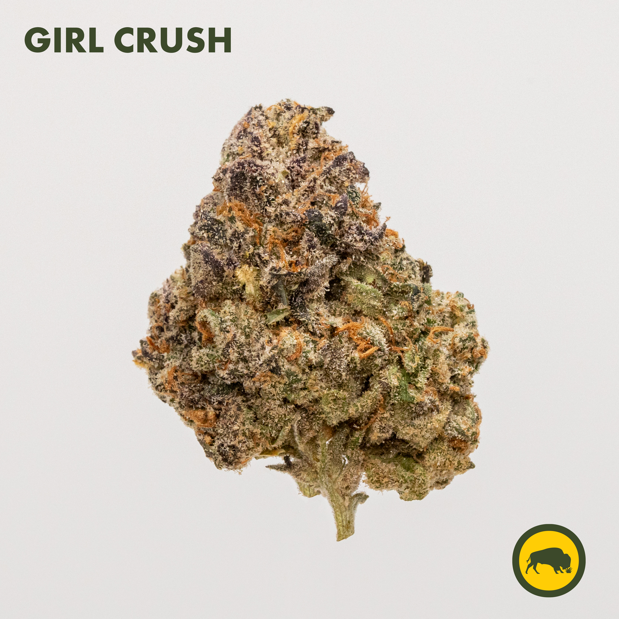 Beforeland Farm's Girl Crush is a 50/50 hybrid that is part of the Bison Botanics Select line of cannabis flower. It tested at 20.92% THC. 
