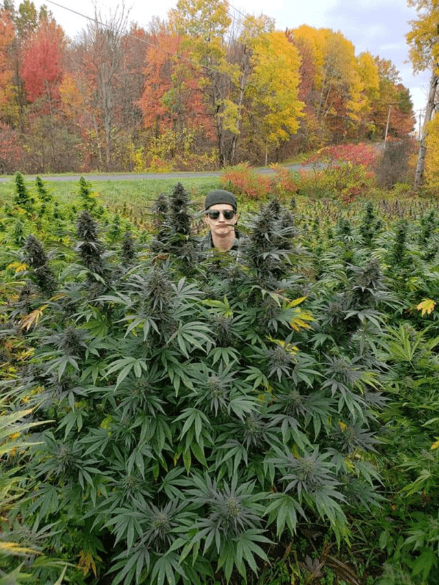Sarah Stenuf, founder of Ananda Farms in Oswego County, stand behind a field of mature cannabis plant close to harvest.
