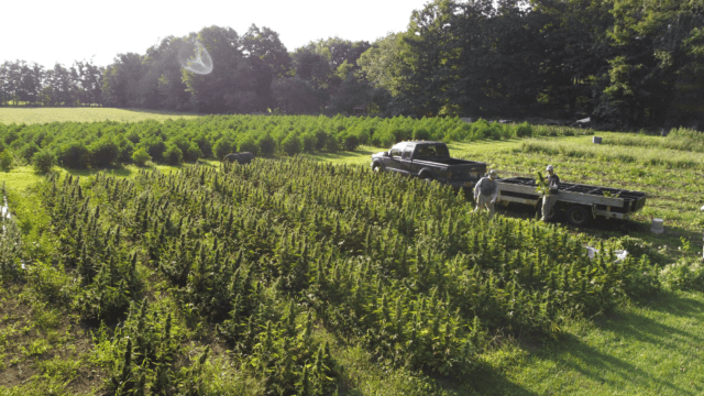 Salt City Cannabis founders crop a field of cannabis in the Finger Lakes Region.